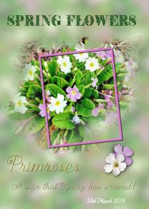 day-7-primrose-wales-home-march-2018
