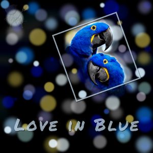 love-in-blue-600