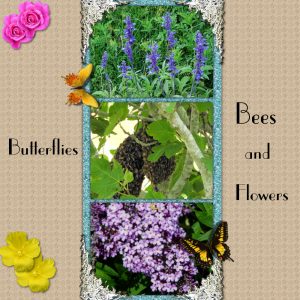 day-5-butterflies-bees-and-flowers