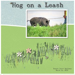 hog-on-a-leash-resized