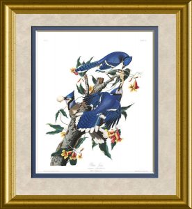 audubon-blue-jay