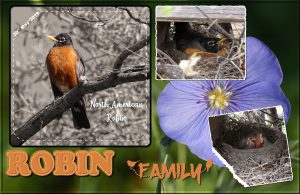 robin-family