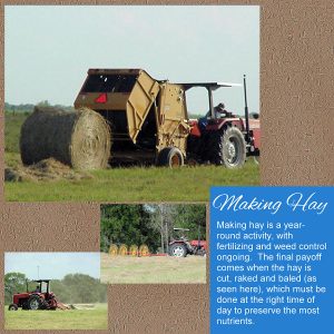 day-2-making-hay-900