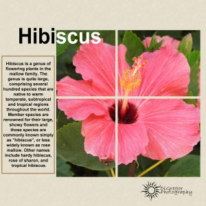 dig-magazine-1-four-masks-hibiscus-6010x600