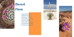 desert-flora-full-page-600