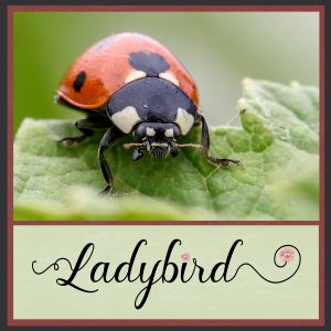 day-1-ladybird-1-2