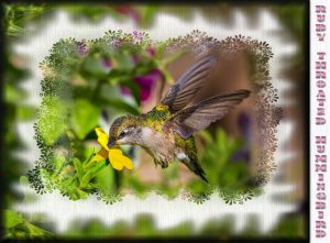 hummingbird-feeding-with-masks