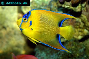 queen-angel-fish-holacanthus_ciliaris_7