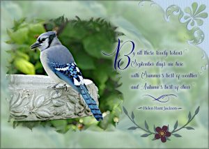 blue-jay-quote