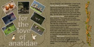 for-the-love-of-anatidae-600