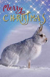 xmas-snowshoe-hare-cover