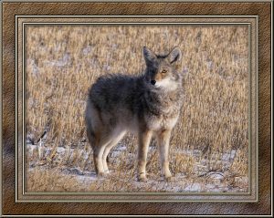 coyote-4-nov-framed