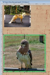 bc-project-4-furry-n-feathered-2