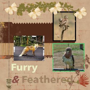 bc-project-4-furry-n-feathered-600