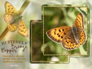 butterfly-copper-5b