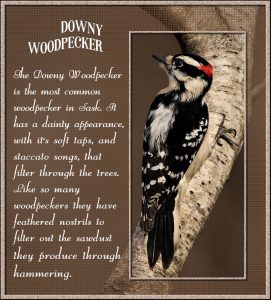 downy-woodpeckera