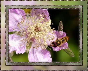 hover-fly-on-blackerry-blossom-framed