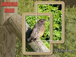 robin-fledged