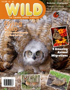 wild-magazine-cover