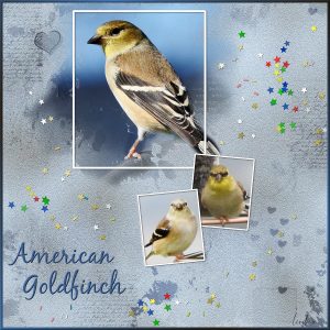 day-1-american-goldfinch
