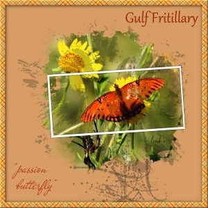 day-2-love-story-challenge-gulf-fritillary