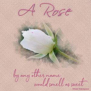 day-4-love-story-challenge-a-rose