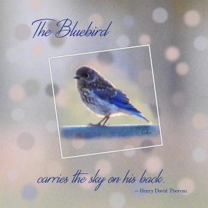 day-6-love-story-challenge-the-bluebird