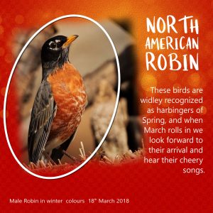 robin-male-colour-challenge