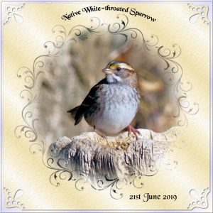 day-6-native-sparrow-series-2018-2