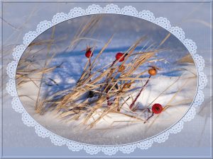 rosehips-snow