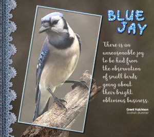 blue-jay-quote-2