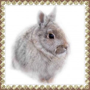 jj-bunny-24-march