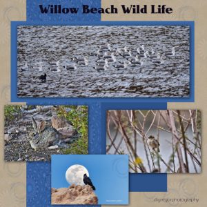 willow-beach-wild-life-600x600