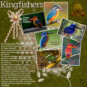 kingfishers-resized