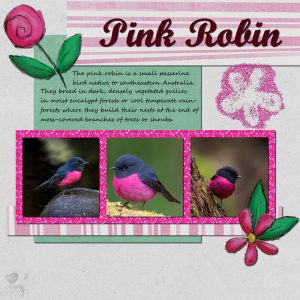 pink-robin-resized