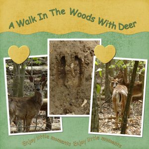 a-walk-in-the-woods-deer-600