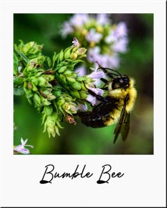 bumble-bee-reduced