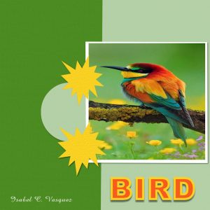 lesson-1-bird
