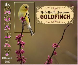 wise-words-day-1-goldfinch-monday