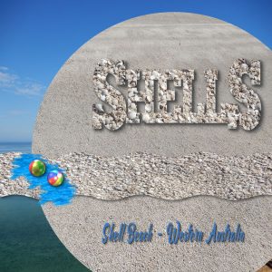wisewords-7-shells