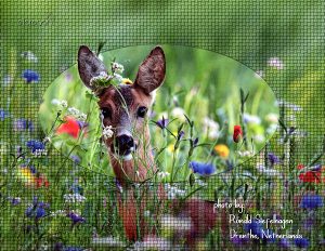 deer-from-nature-conservancy-calendar-600x400