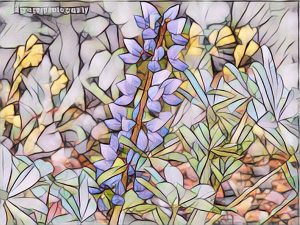 desert-lupine-blue-purple-flowers-pic-to-painting