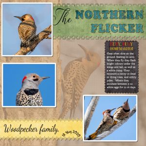 flickers-project-4