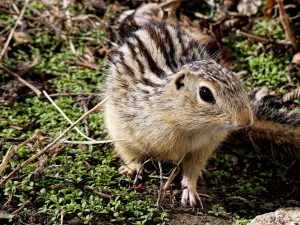 ground-squirrel-10-may-8compressed