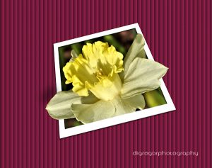 daffodil-600x400