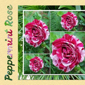 2020-6-4-peppermint-rose-600