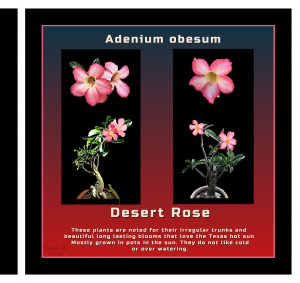 page-13-reduced-desert-rose-2