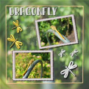dragonfly-600
