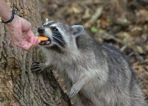 mama-raccoon
