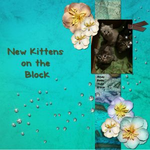 new-kittens-600